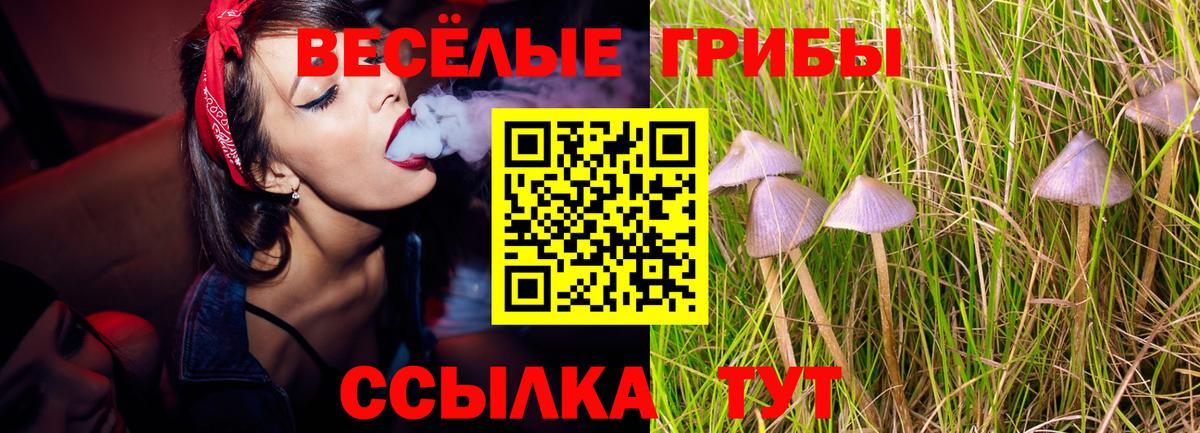 Псилоцибиновые грибы Psilocybe Алексеевка